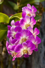 beautiful purple orchid