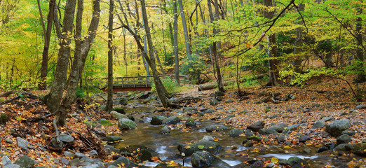 Autumn forest panorama with wood bridge over creek