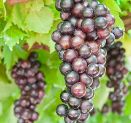 ripening grape clusters on the vine