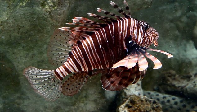 pesce scorpione