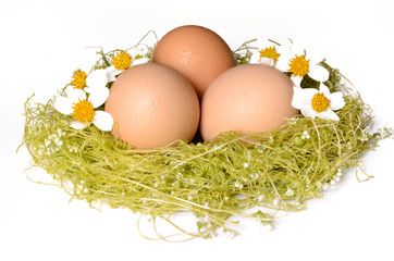 Three eggs in a nest egg