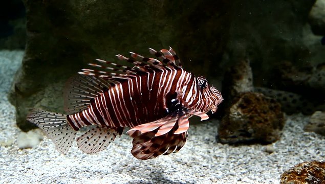 pesce scorpione