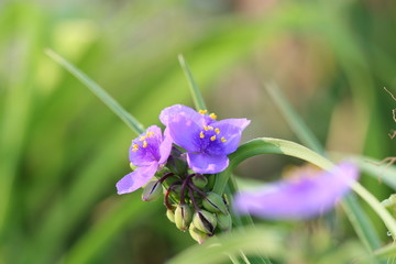 spiderwort