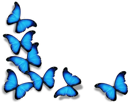 Blue Flag Butterflies, Isolated On White Background