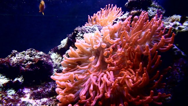 pesce pagliaccio e anemone