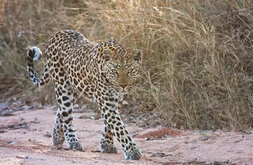 Zelfklevend Fotobehang Female leopard walking © Alta Oosthuizen
