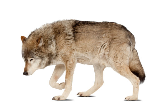 wolf. Isolated over white