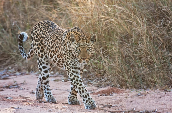 Female leopard walking