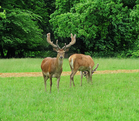 Naklejka na ściany i meble Pair of Red Deer Stags in an English Park