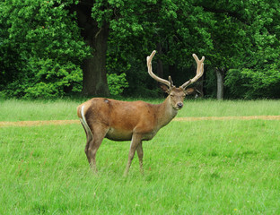 Naklejka na ściany i meble Red Stag Deer in an English Park