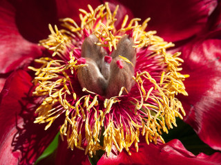 Fleur rouge et jaune de pivoine - détail et pistil