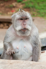 Wild monkey close up, Indonesia, Bali.