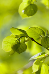 Young green leaves on a bright sunlight