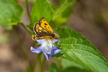 butterfly on  violet