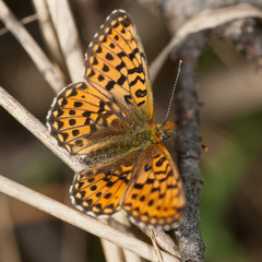 yellow butterfly