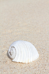 White seashell on sand with copy space