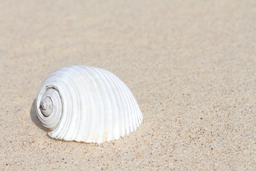 White seashell on sand with copy space