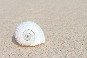 White seashell on sand with copy space