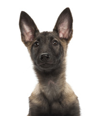 Belgian Shepherd Dog puppy, 3 months old
