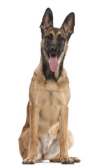 Belgian Shepherd Dog puppy, 5 months old