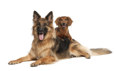 Dachshund, 9 years old, German Shepherd Dog, 3 years old