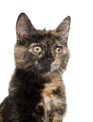Tortoiseshell kitten against white background