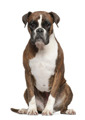 Boxer, 3 years old, sitting against white background