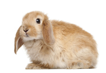 Rabbit against white background