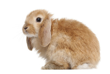 Rabbit against white background