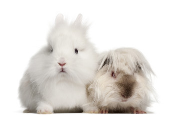 Rabbit and guinea pig portrait against white background