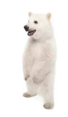 Poster Ours polaire Polar bear cub, Ursus maritimus, 6 months old, standing