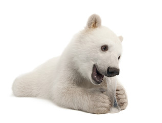 Ourson polaire, Ursus maritimus, 6 mois, avec jouet à mâcher