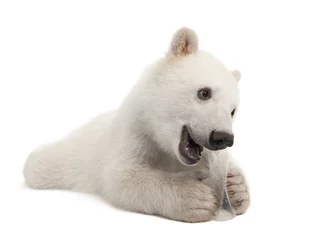Photo sur Plexiglas Ours polaire Ourson polaire, Ursus maritimus, 6 mois, avec jouet à mâcher