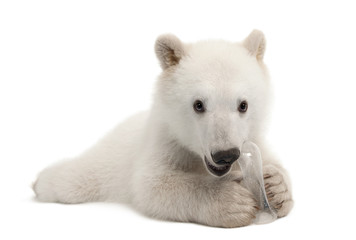 Polar bear cub, Ursus maritimus, 6 months old, with chew toy