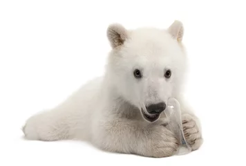 Photo sur Plexiglas Ours polaire Ourson polaire, Ursus maritimus, 6 mois, avec jouet à mâcher