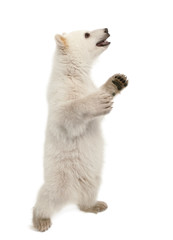 Polar bear cub, Ursus maritimus, 6 months old, standing on hind