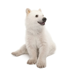 Polar bear cub, Ursus maritimus, 6 months old