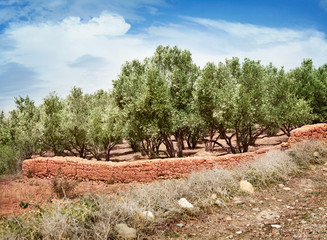 Olive tree plantation © luckybusiness