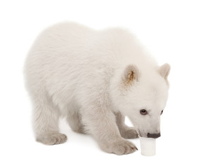 Ourson polaire, Ursus maritimus, 6 mois, se nourrissant de tasse