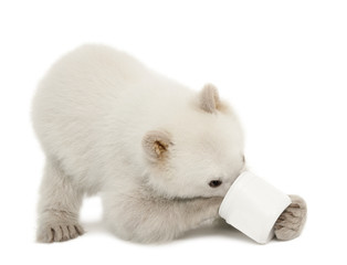 Polar bear cub, Ursus maritimus, 6 months old, feeding from cup