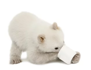 Crédence de cuisine en verre imprimé Ours polaire Ourson polaire, Ursus maritimus, 6 mois, se nourrissant de tasse