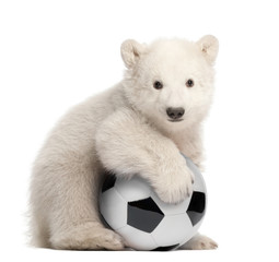 Polar bear cub, Ursus maritimus, 3 months old, with football