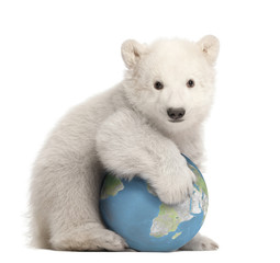 Polar bear cub, Ursus maritimus, 3 months old, with globe