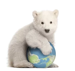 Afwasbaar Fotobehang Ijsbeer Polar bear cub, Ursus maritimus, 3 months old, with globe