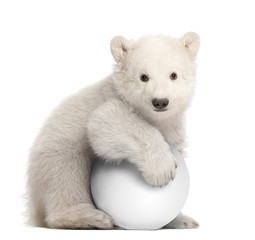 Polar bear cub, Ursus maritimus, 3 months old, with white ball