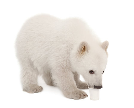 Polar bear cub, Ursus maritimus, 6 months old, feeding from cup