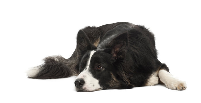 Border Collie, 1 year old, against white background