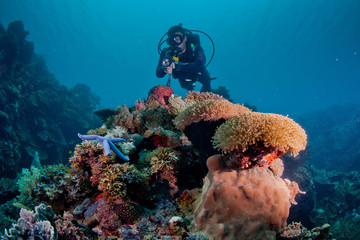 diver looking over soft coral