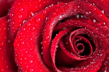 Red rose with water drops close-up
