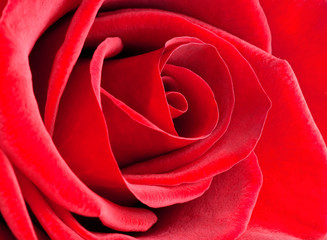 Red rose close-up